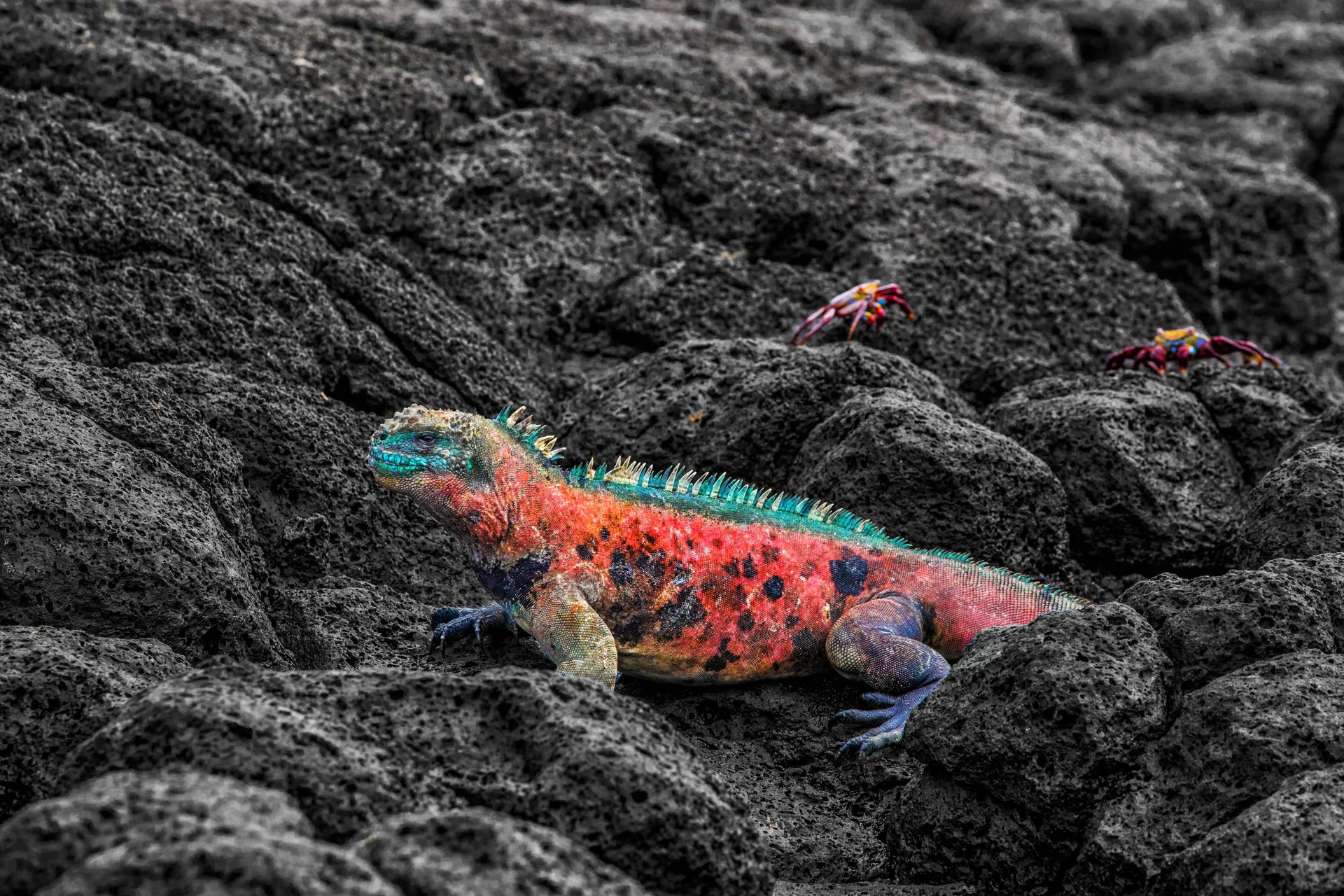  Expedition Cruise to the Galápagos Islands