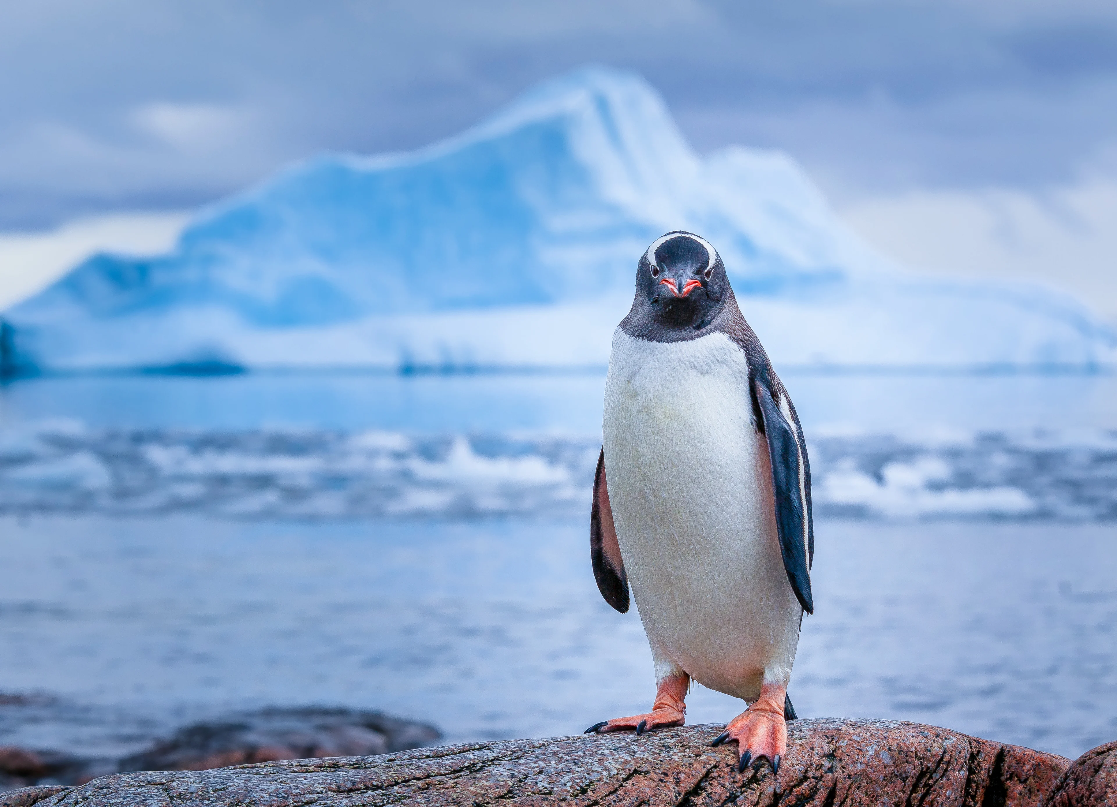 2_Antarctica_Gentoo-Penguin©David-Merron-Photography-GettyImages-575202096