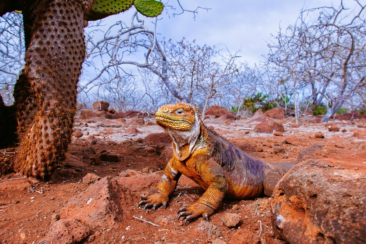 Galápagos Islands, Ancient History & Highlights of South America