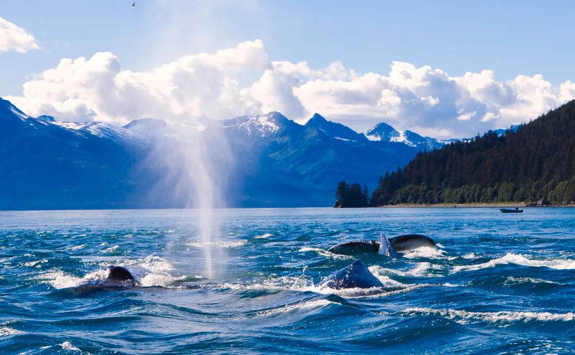 Humpback Whales - Alaska