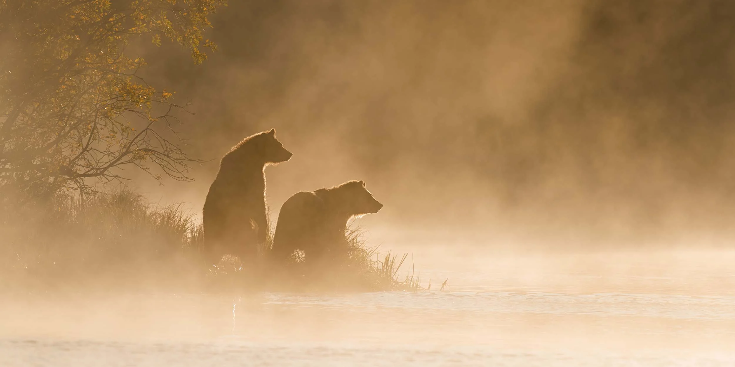 Search for wildlife like the mighty grizzly bear.