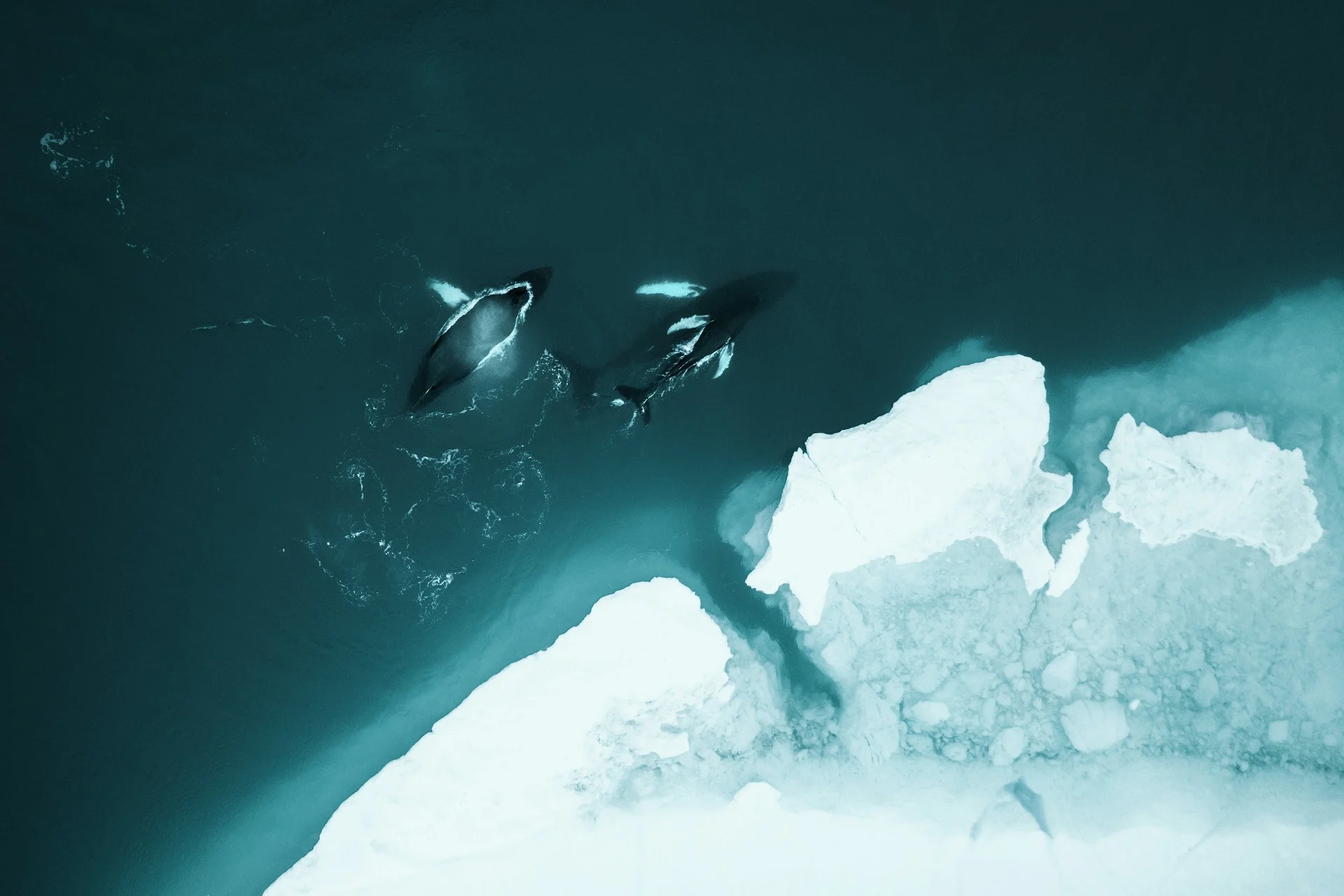 Valar på Grönland, foto: Foto: Stian Klo