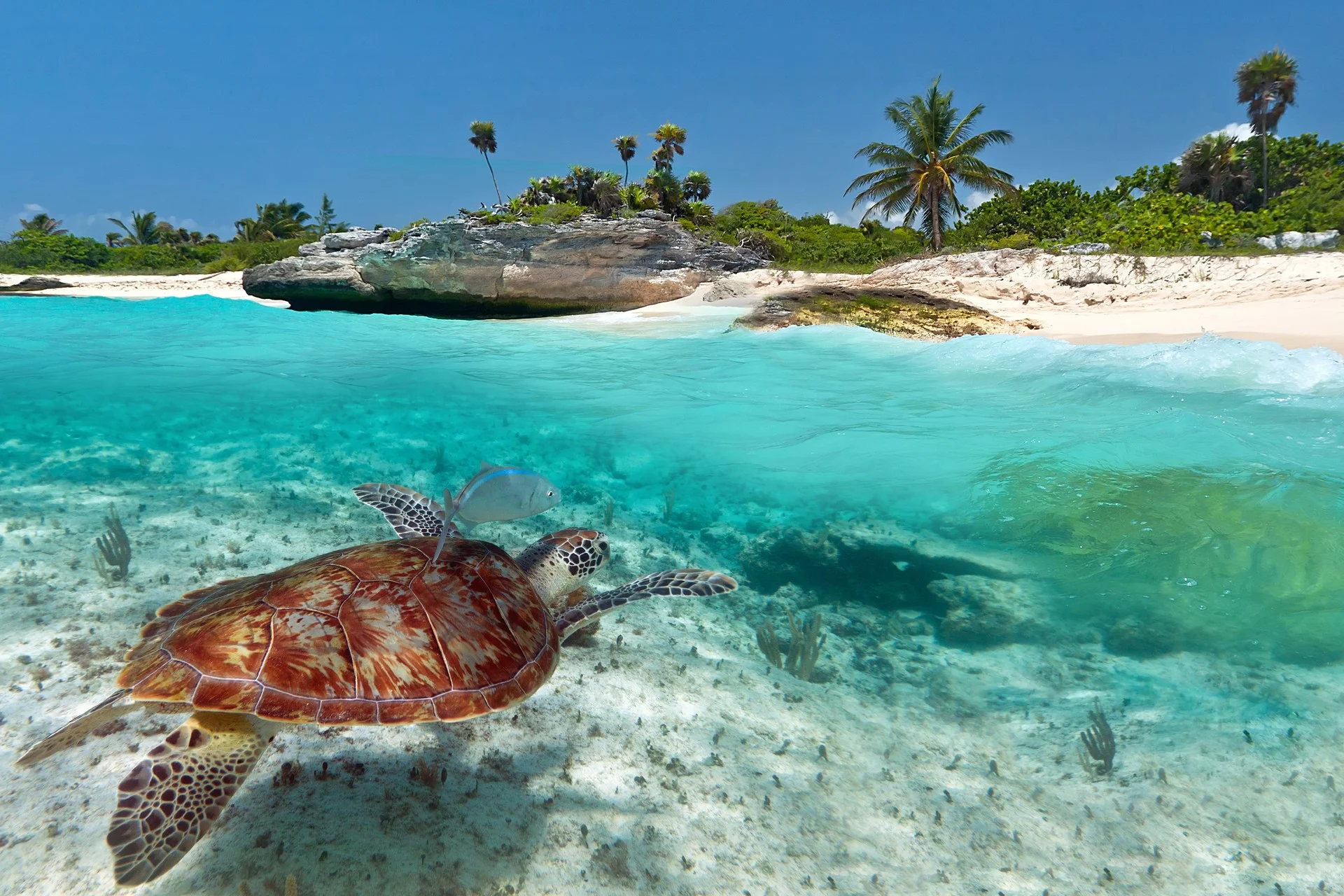 Sea-Turtle-Mexico