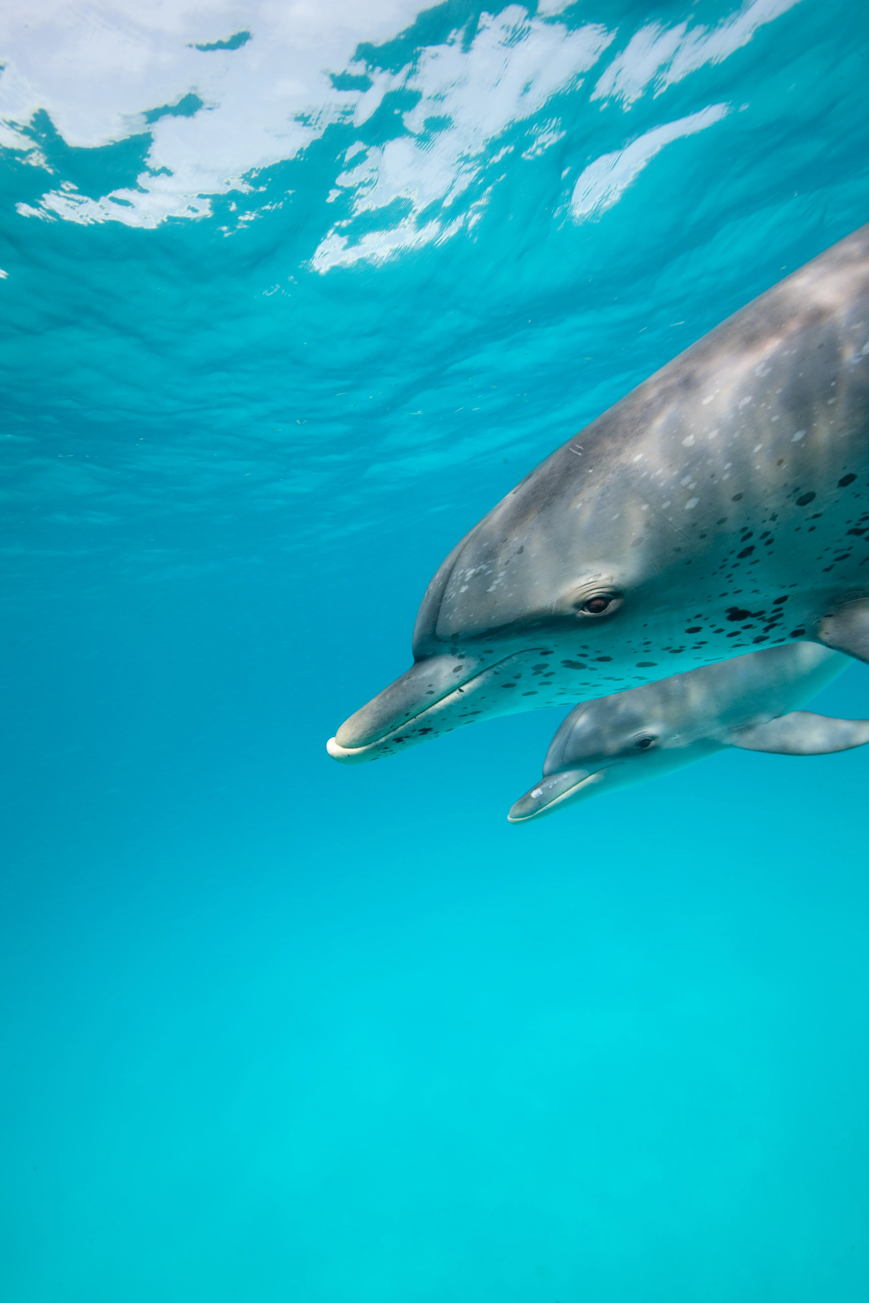 Dolphins-Bahamas