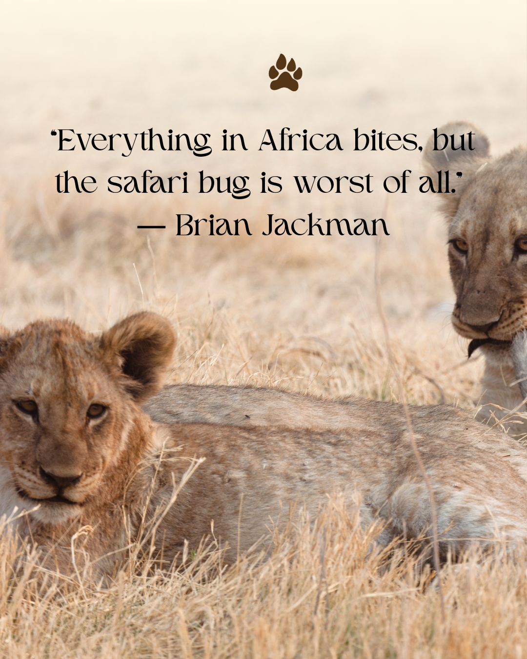 Safari Inspiration