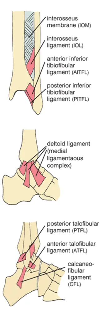 Chronic Ankle Instability (CAI) - Structura Body Therapies