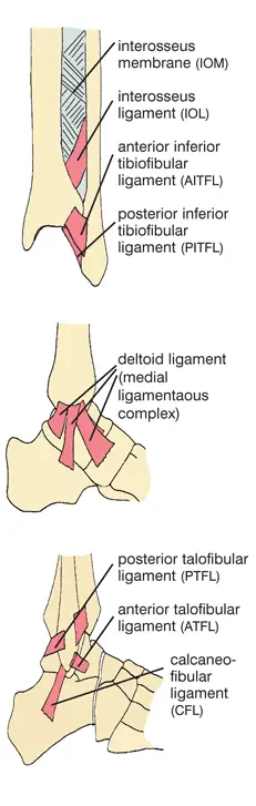Diagnosing and Managing Chronic Ankle Instability