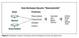 Figure 2. Illustration of path of hormones from bloodstream to brain and spinal cord.