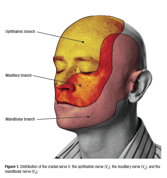 mandibular nerve. V3 of trigeminal  Nerve anatomy, Cranial nerves anatomy,  Facial nerve