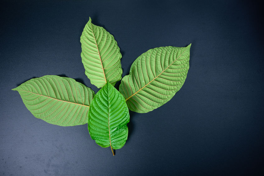 Warning Over Kratom: What's the Real Impact for Pain Practitioners?