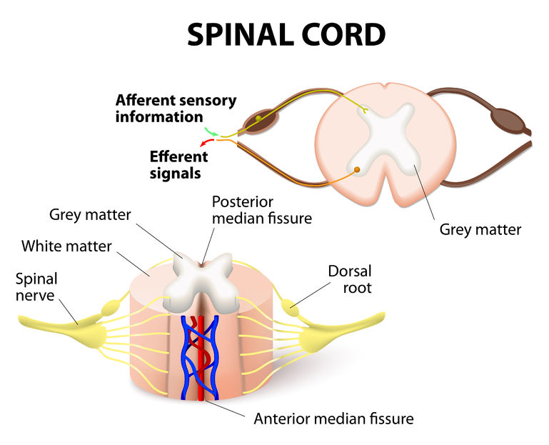 Spinal Cord Stimulator - Center for Interventional Pain & Spine