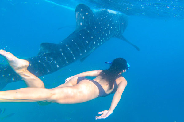 img tourmv whaleshark 03