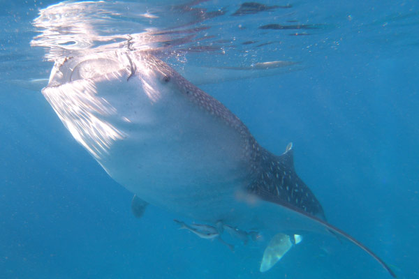 img tourmv whaleshark 01