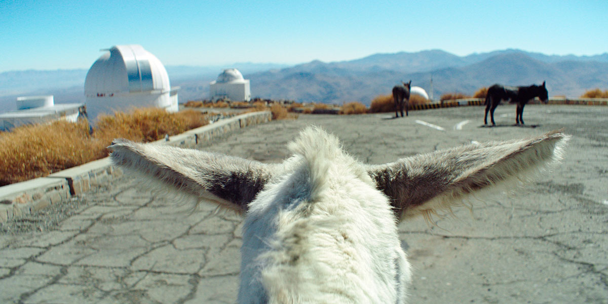 A shot from on top of a white horse looking out towards field and mountains in the background