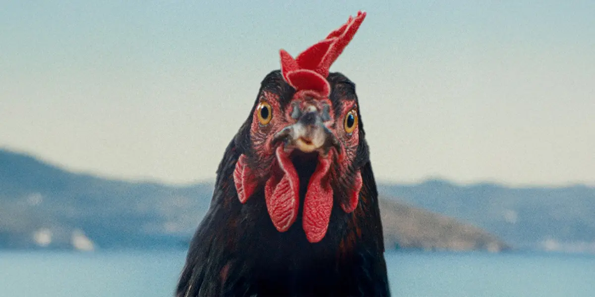 Hen