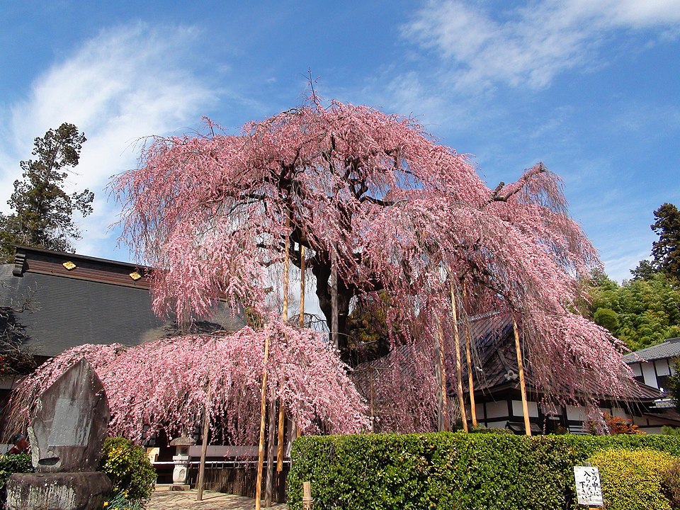 960px-The front of Jiunji-Temple Prunus pendula