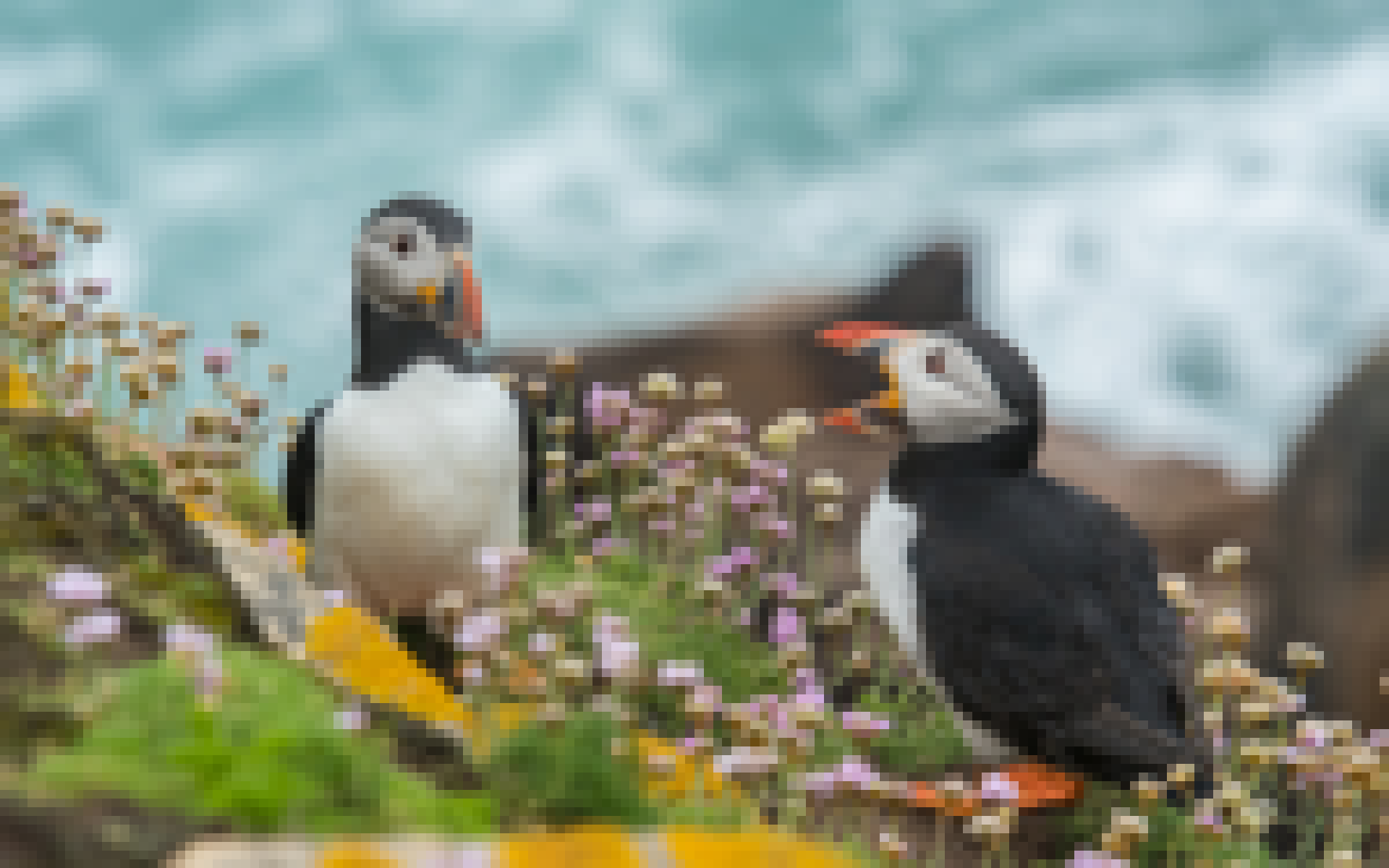 Pixelated version of “puffins” image