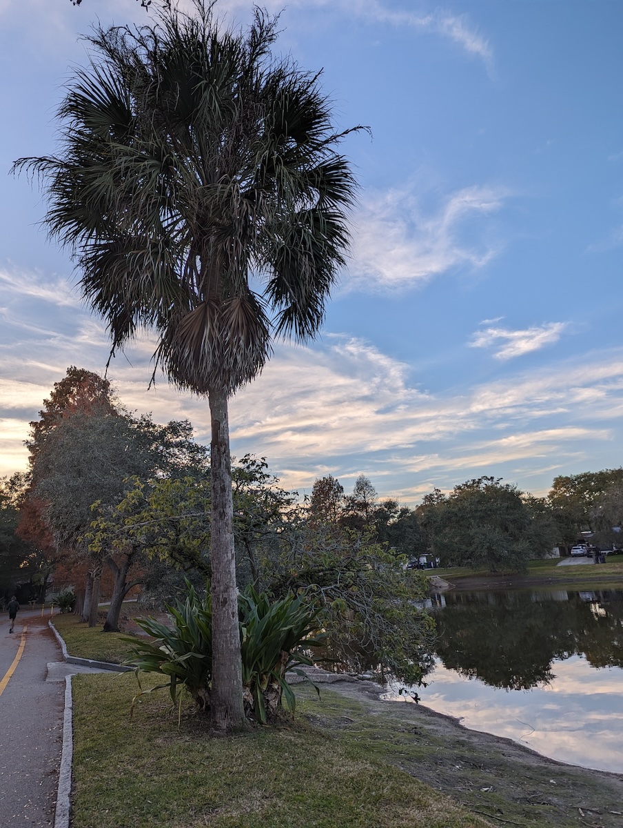 Second photo featuring a palm tree beside a lake