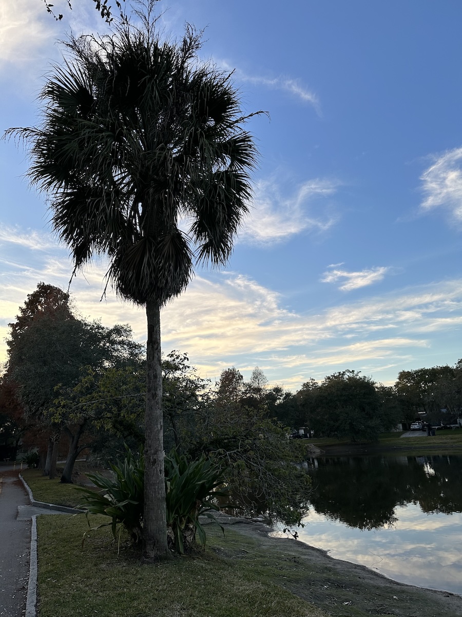 First photo featuring a palm tree beside a lake