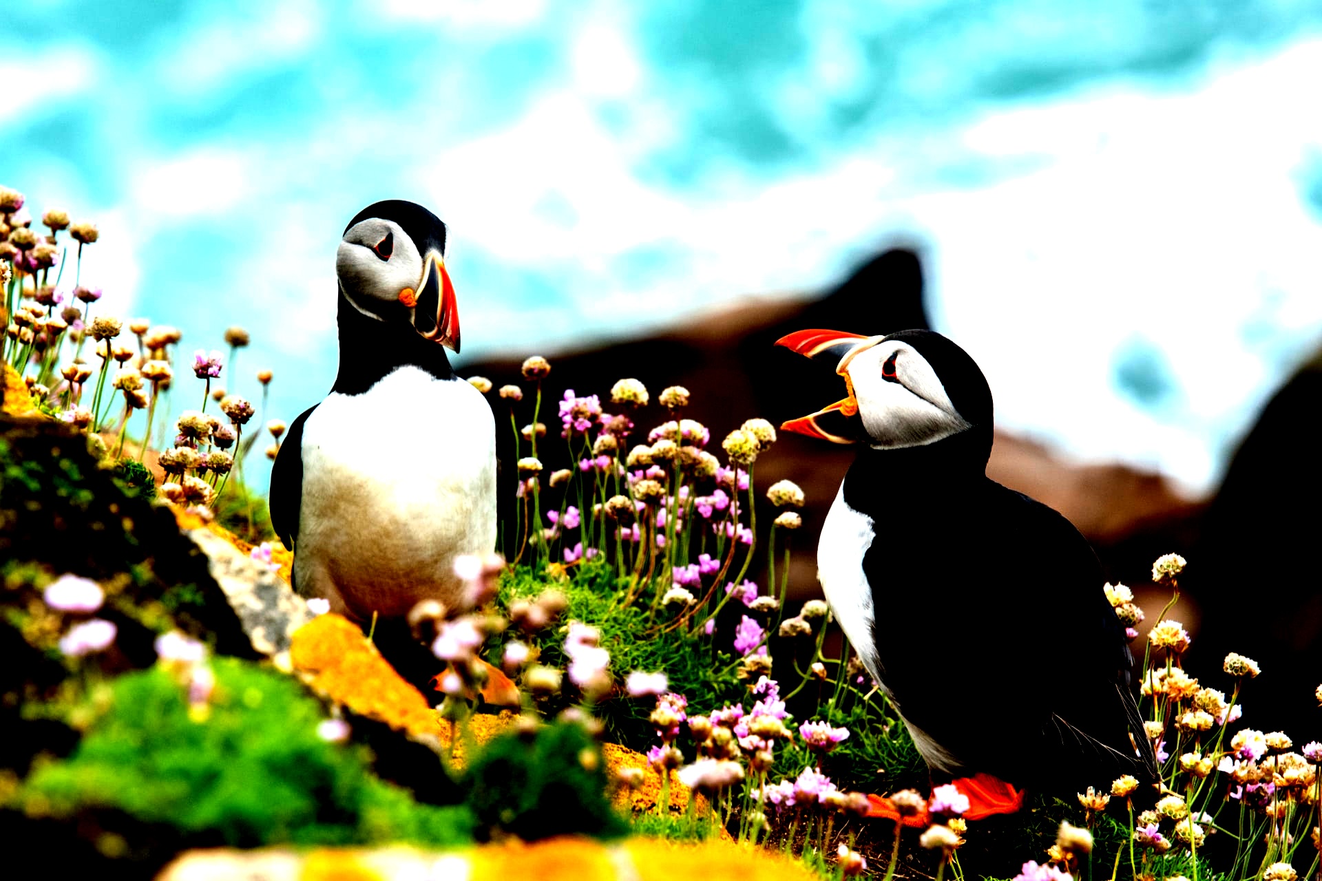 “Puffin” image with enhanced contrast