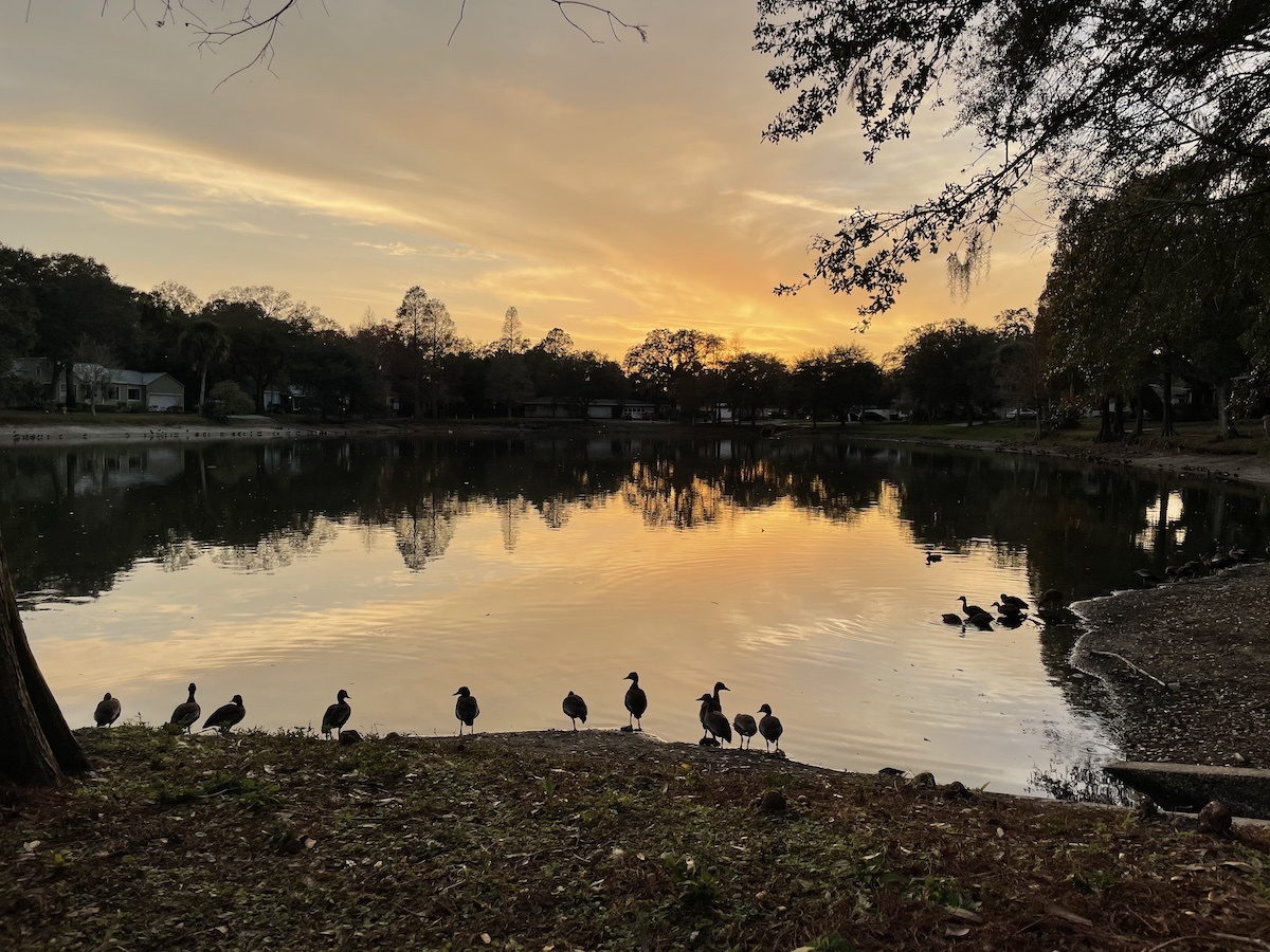 A small lake at sunset, with bird silhouttes. This photo contains EXIF metadata - see if you can find the speed at which the photographer was moving when it was taken!