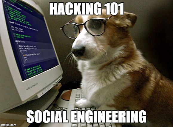 Corgi dog meme, coding on computer