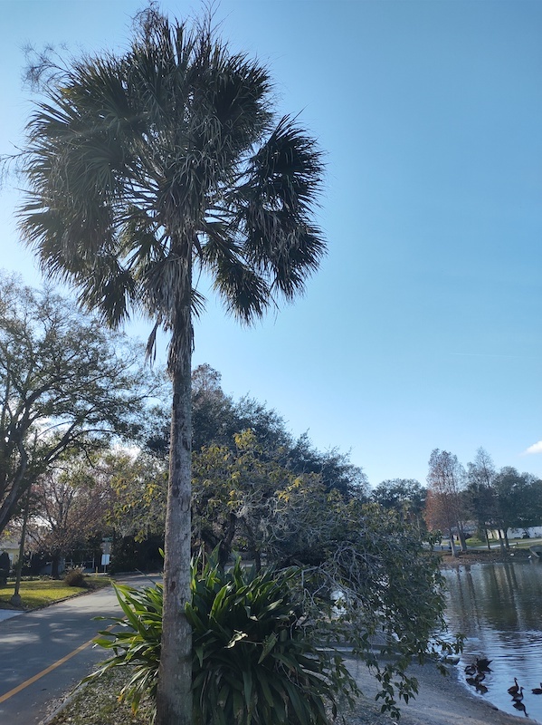 Photo 1 of palm tree beside a road and a small lake. This photo contains EXIF metadata - see if you can find where, when, and on what camera it was taken!