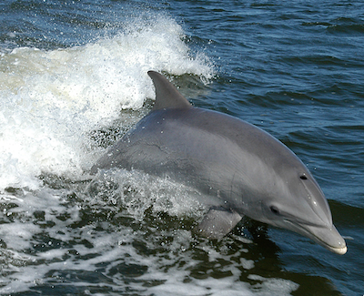 Dolphin in the ocean.