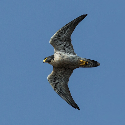 Peregrine falcon