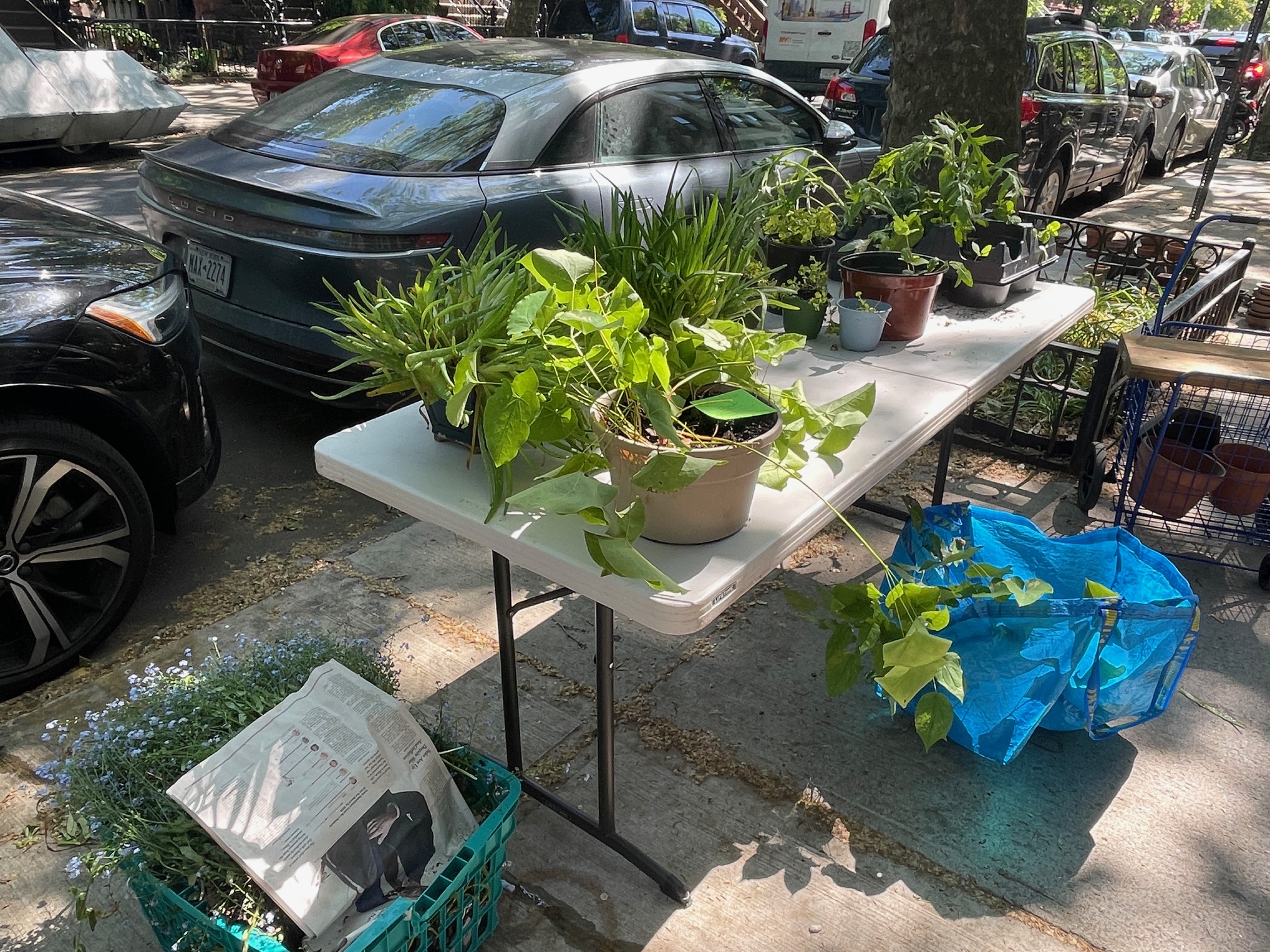 plant share 2026-05-16 02
