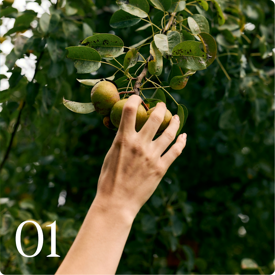 Hand Reaching Fruit