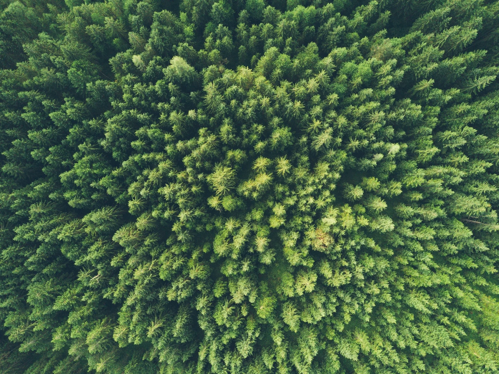 Forest from top perspective