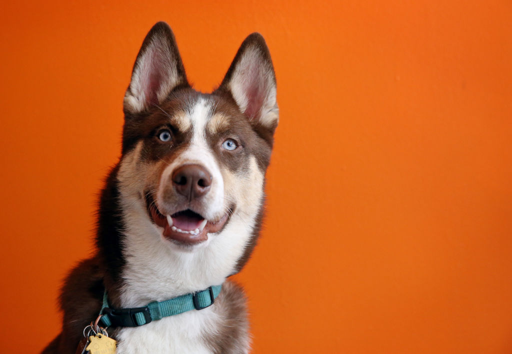 16. Husky/Border Collie Mix 19 MixedBreed Dogs That Are Absolutely