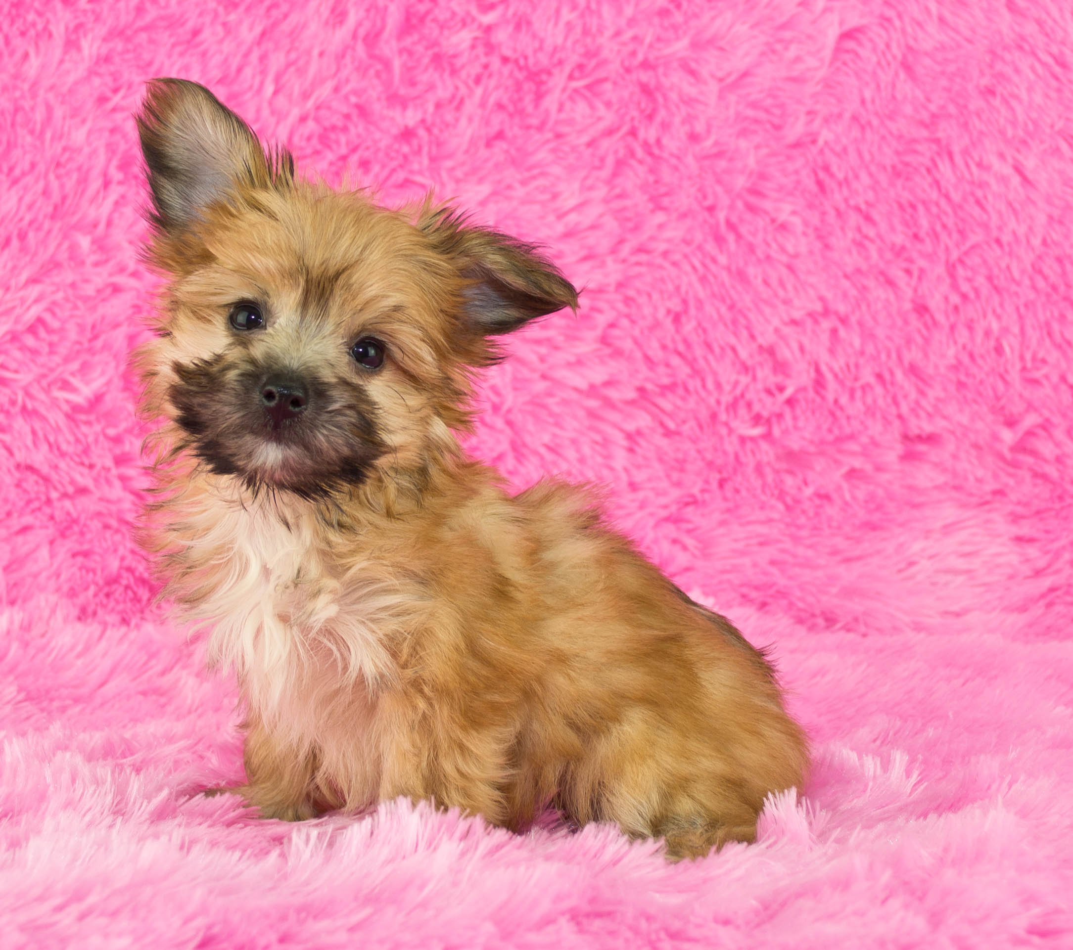 4. Yorkipoo 19 MixedBreed Dogs That Are Absolutely Adorable Purple Clover