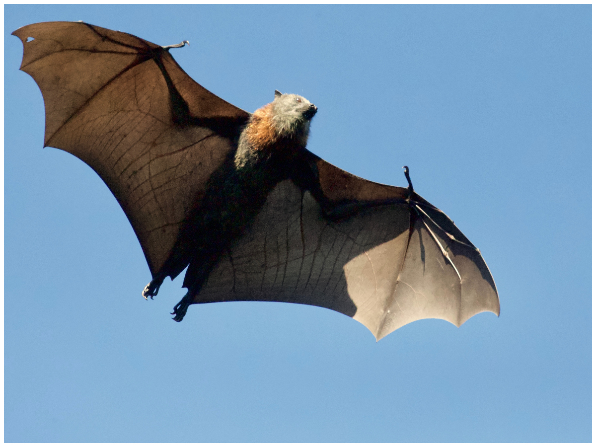 12 Fascinating Things You Never Knew About Bats Purple Clover