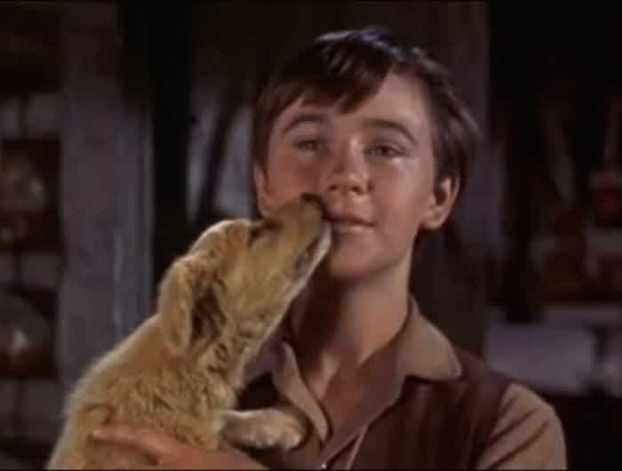 Old Yeller 1957 Emotional Movies That Will Give You A Good Cry Purple Clover