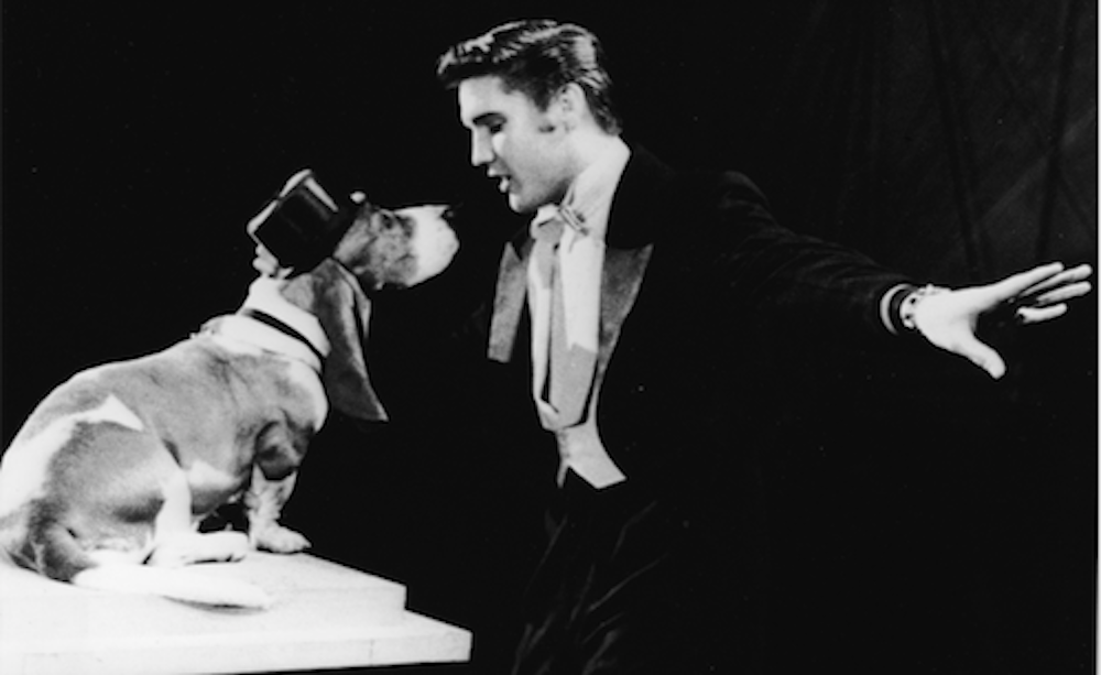 "Hound Dog" 40 Greatest Elvis Presley Songs Purple Clover