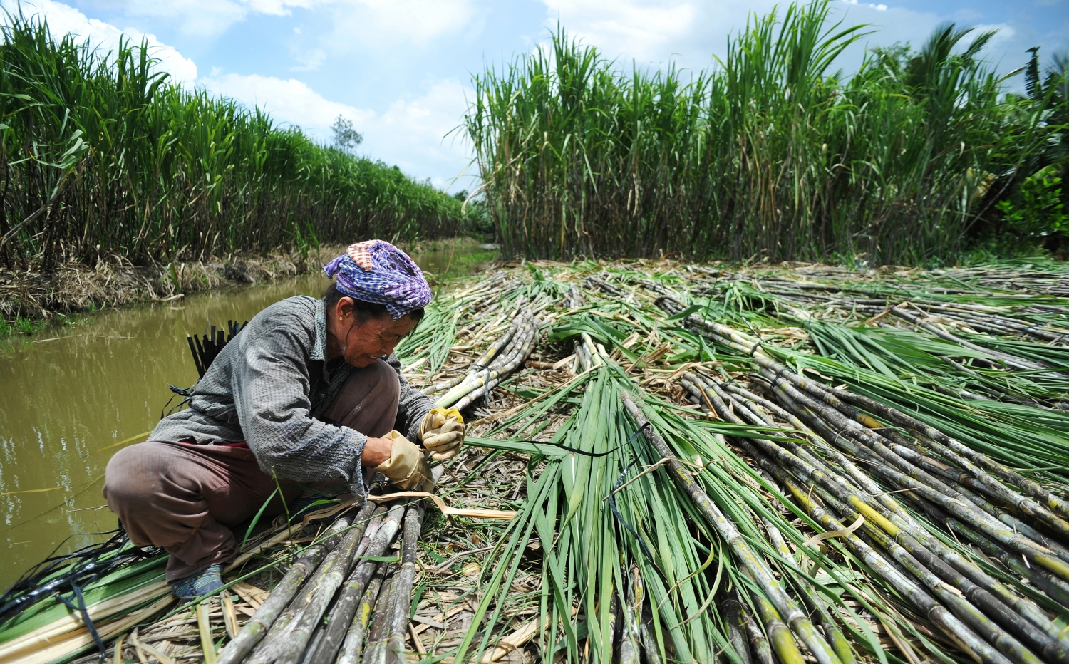 Tiềm năng Điện sinh khối tại Việt Nam, giá bán gần 2.000 đồng/kWh