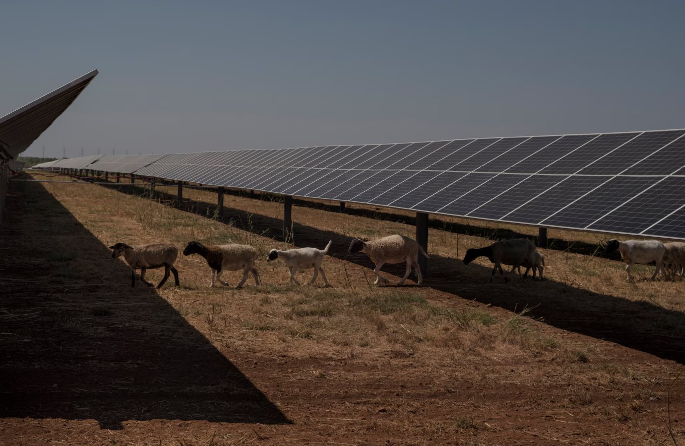 Mỹ đang cân nhắc gì khi thả hàng nghìn con cừu, ong và cá quanh các tấm pin năng lượng mặt trời?