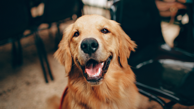 pet therapy FAQs - blog header