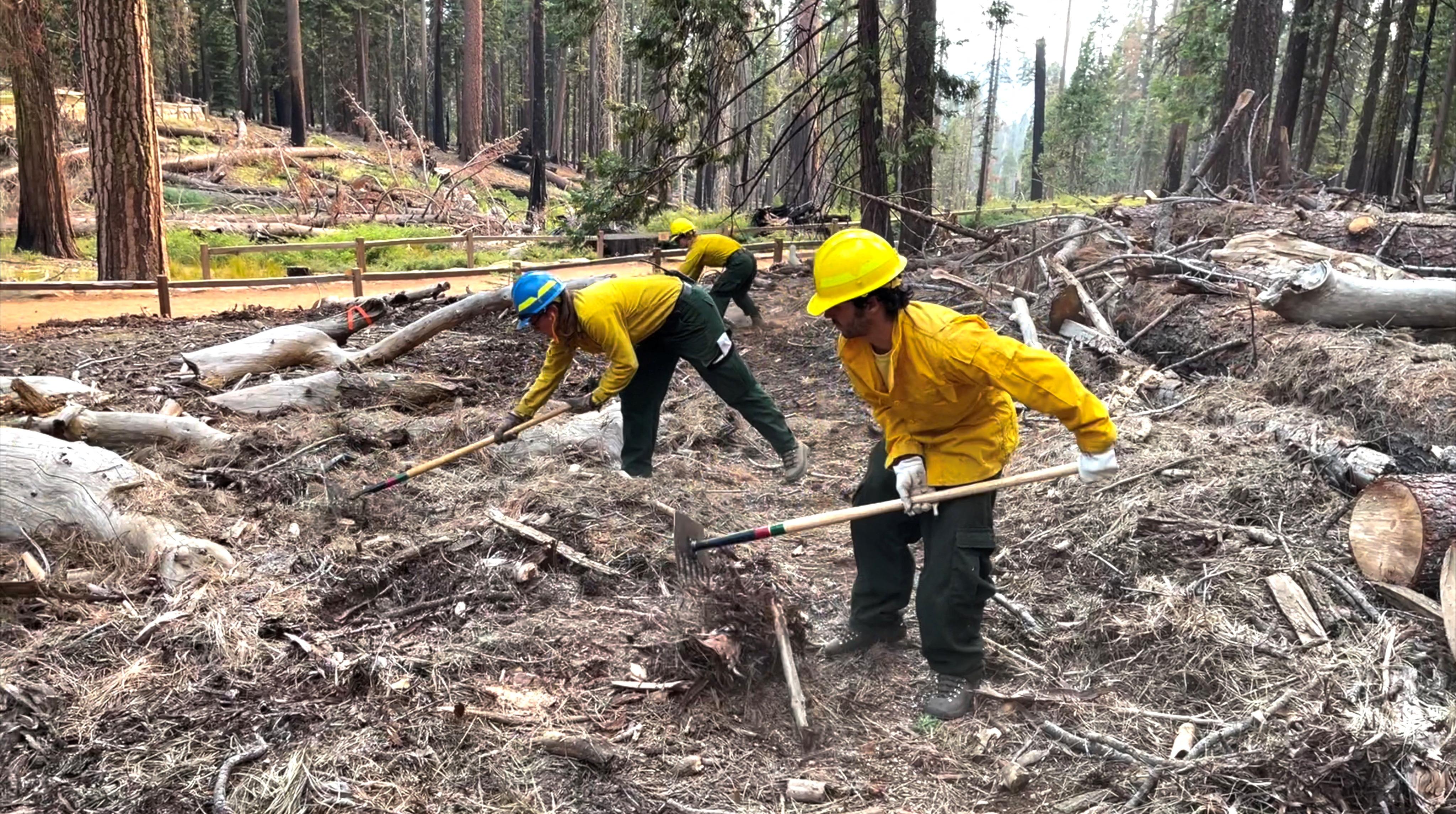 Fire to fight fire: Low-intensity flames can prevent… | KCRW