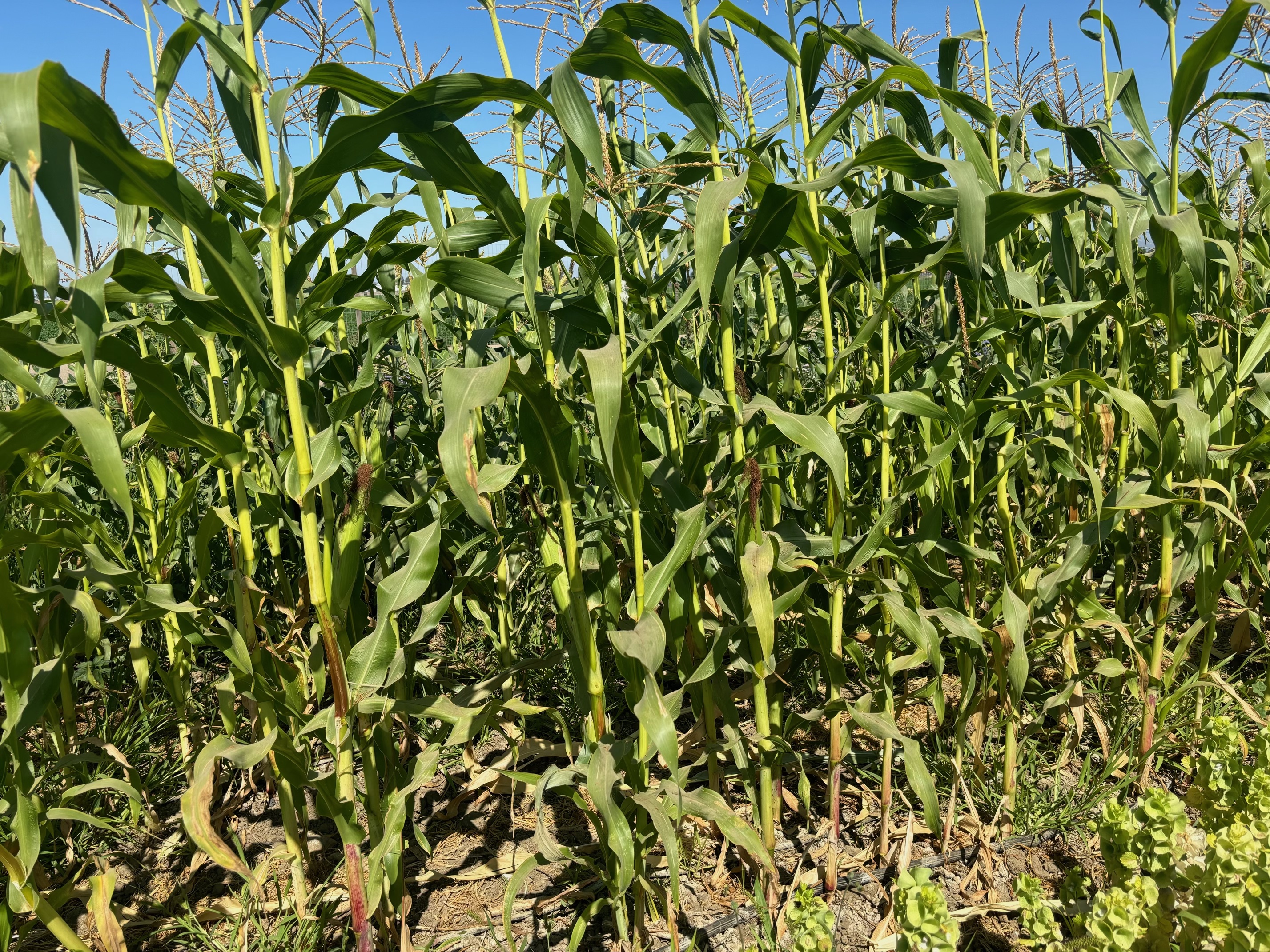 Market Report: Summer corn has us all ears | Good Food | KCRW