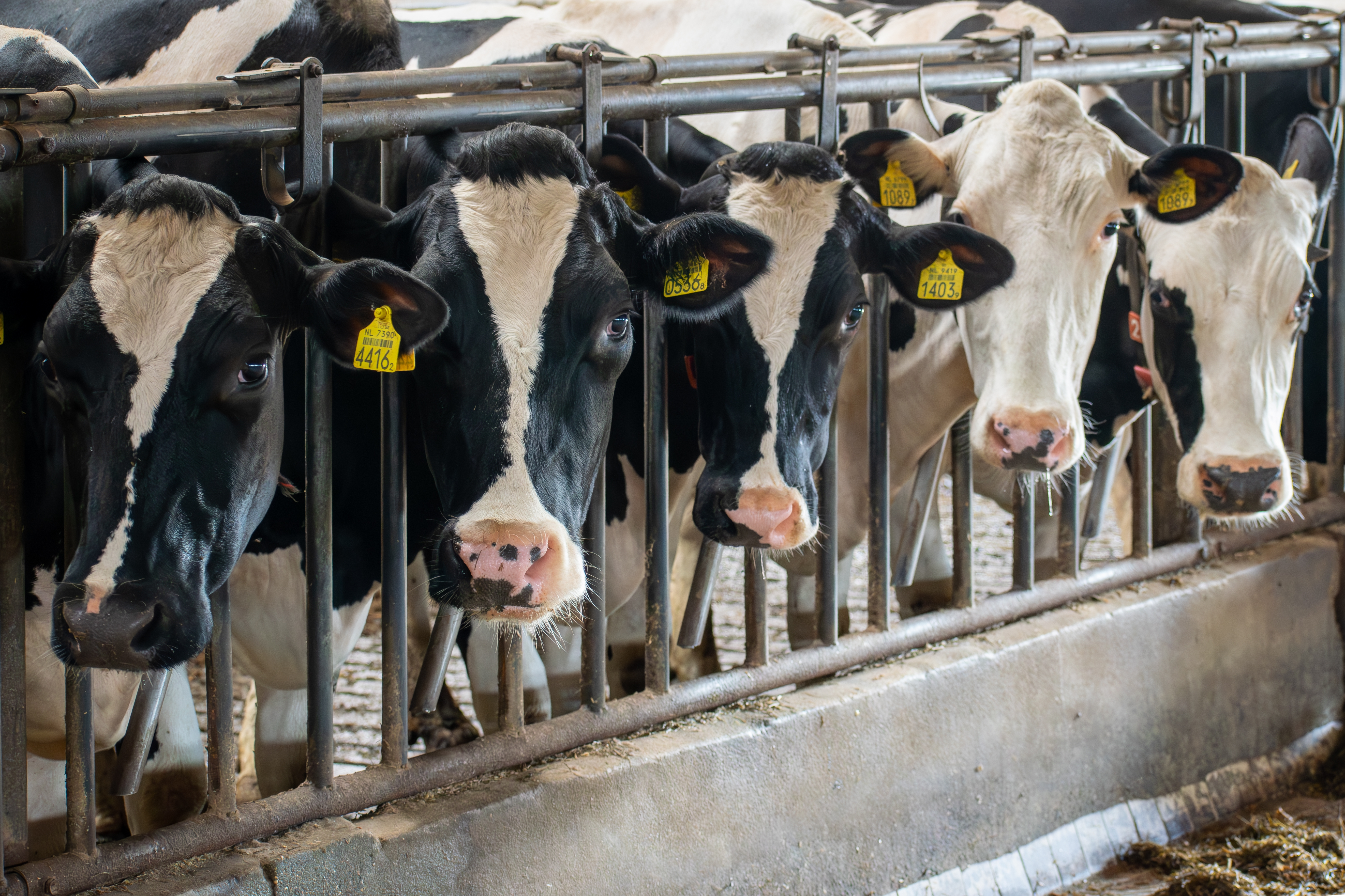 Black and white dairy cows with yellow ear tags lined up at a metal feeding gate inside a barn.