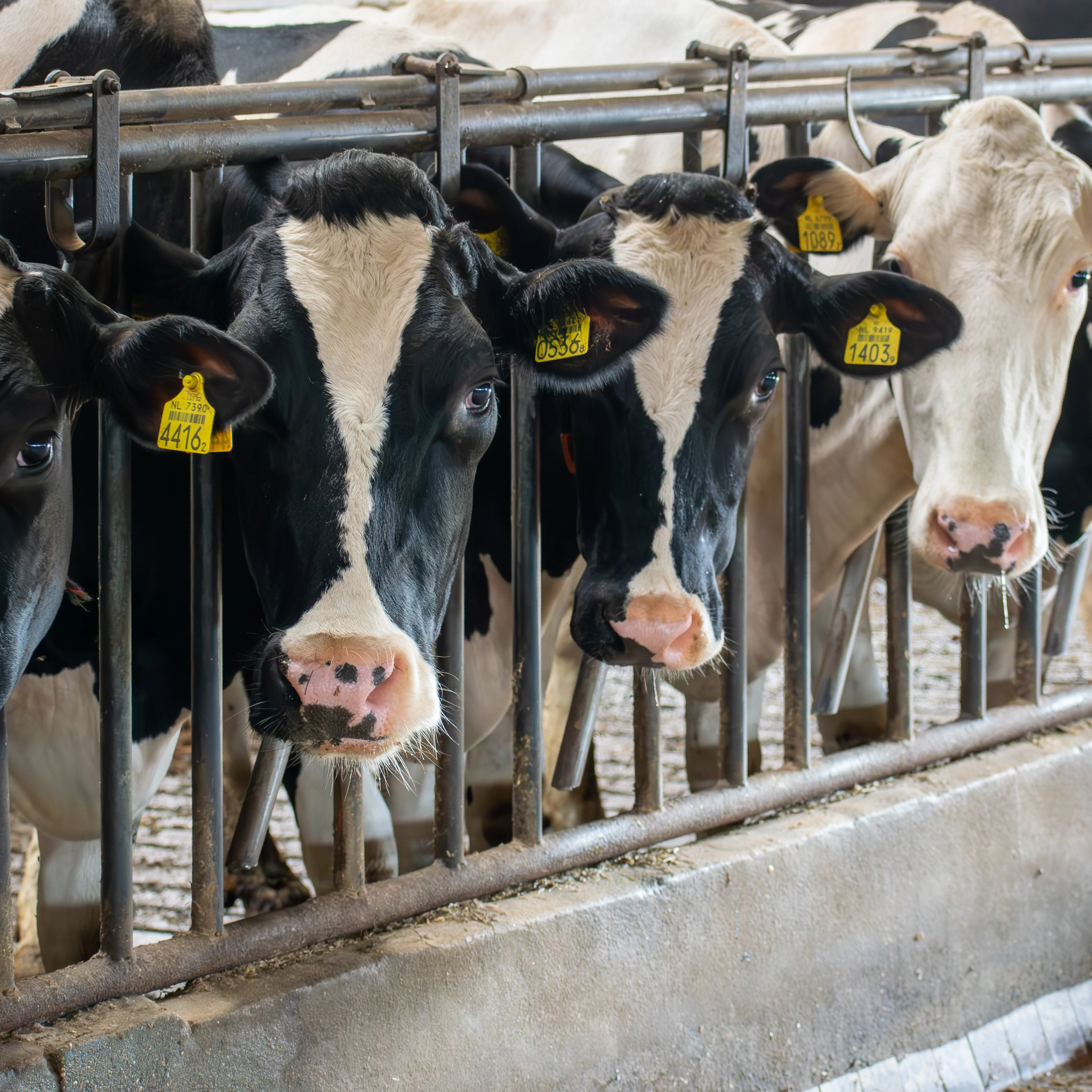 Black and white dairy cows with yellow ear tags lined up at a metal feeding gate inside a barn.