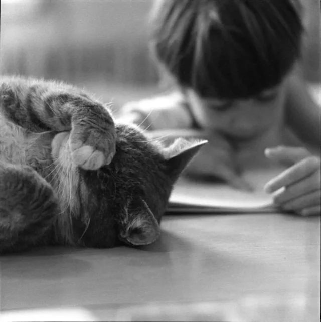 A tabby cat, named Room 8, licks his paw on a desk while a student reads a book.