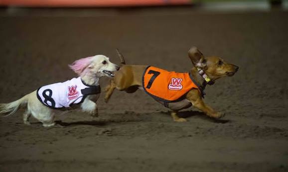 Two small dogs wearing numbered racing vests, numbers 7 and 8, sprint across a dirt track during a dachshund race.