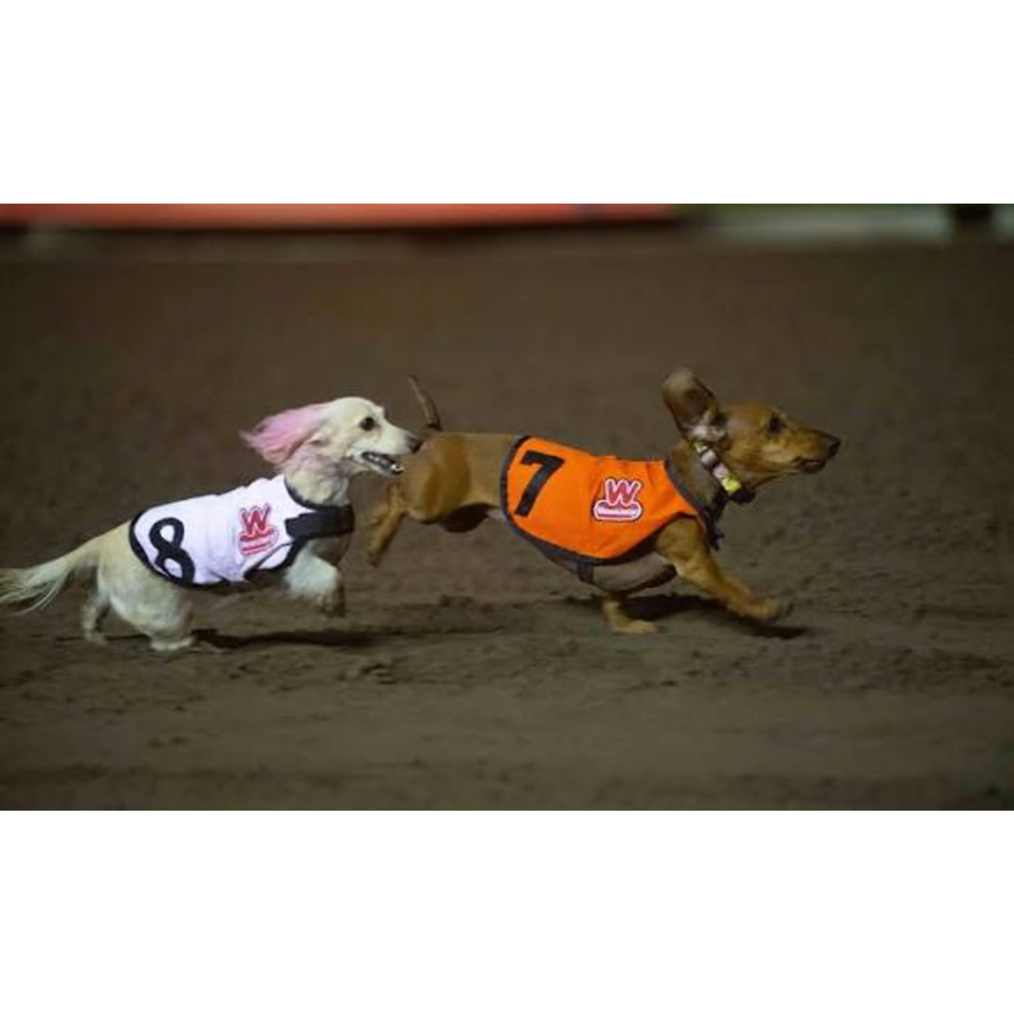 Two small dogs wearing numbered racing vests, numbers 7 and 8, sprint across a dirt track during a dachshund race.