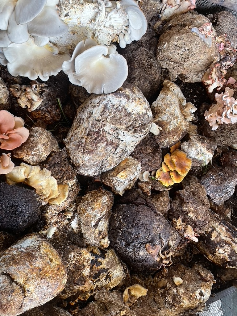 A bunch of mushrooms from the Altadena Community Garden.
