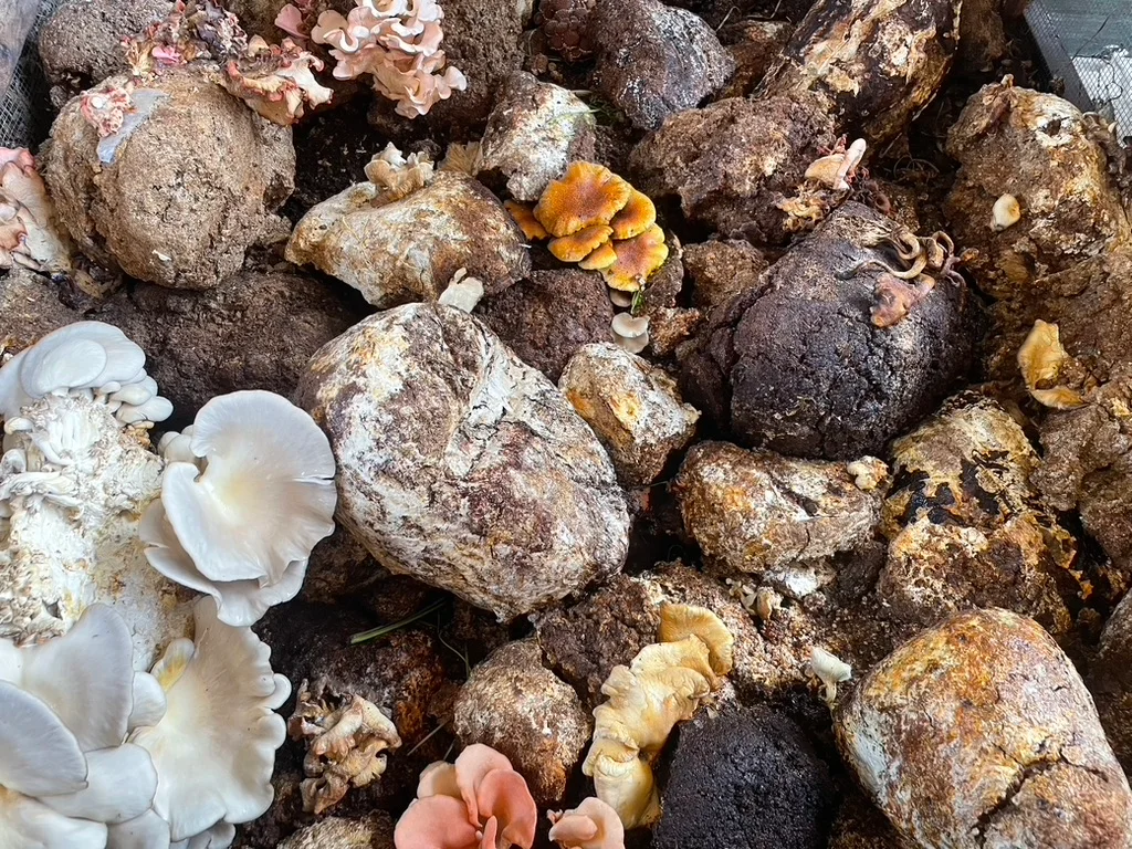 A bunch of mushrooms from the Altadena Community Garden.