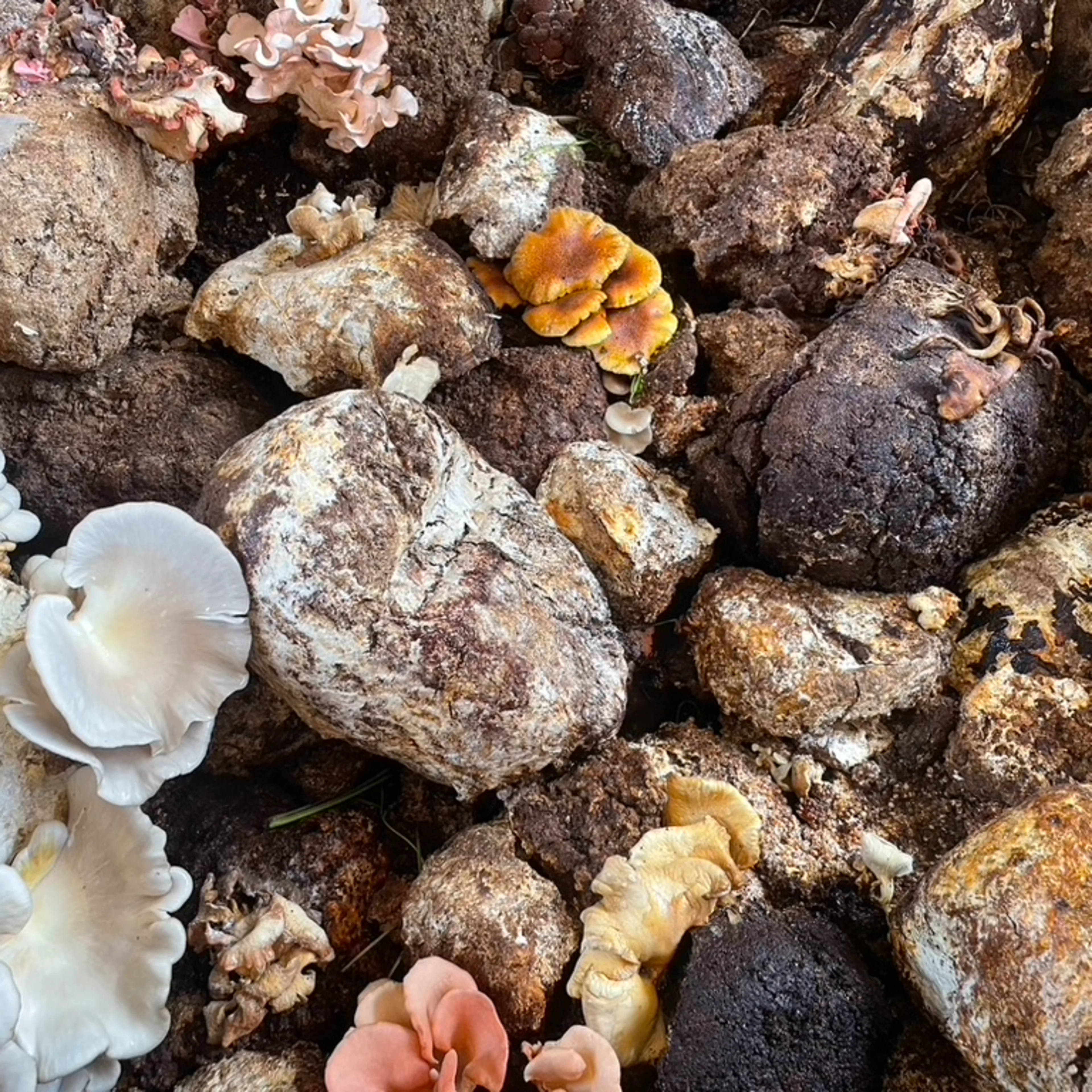 A bunch of mushrooms from the Altadena Community Garden.